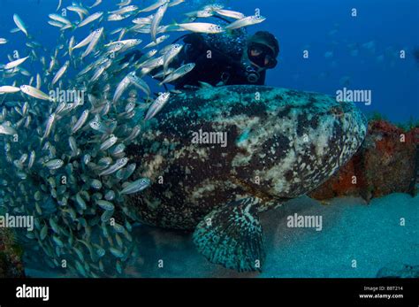 Scuba Diver And Goliath Grouper Or Jewfish Pinephelus Itajara A