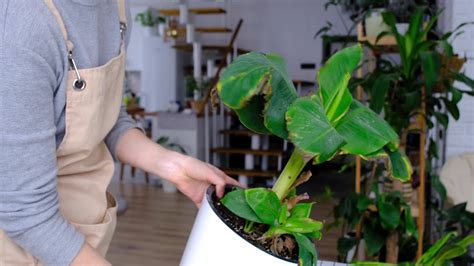 Problems In Cultivation Of Domestic Plants Musa Banana Leaves Leaves
