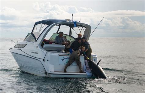 First Danish Bluefin Tuna Tagged Fin And Field Blog