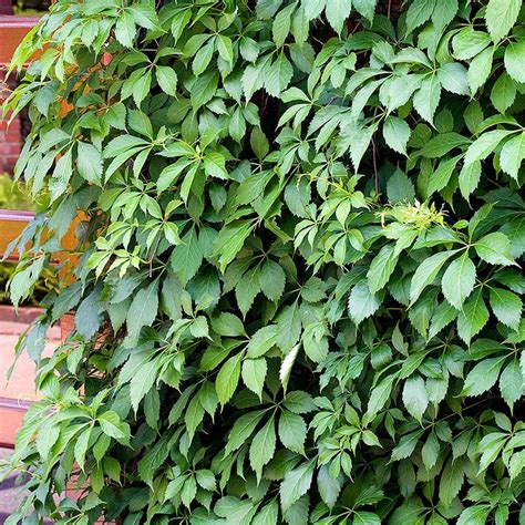 Krukodlad Kl Ttervildvin Parthenocissus Quinquefolia Perenner Spalj