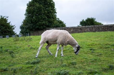 Premium Photo Single Sheep Grazing In A Field