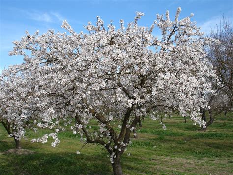 Agrigento Tutto Pronto Per La Sagra Del Mandorlo In Fiore Giornale