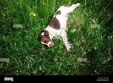 English Springer Spaniel Stock Photo Alamy