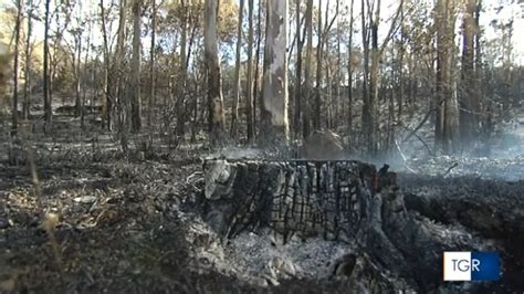 Buseto Palizzolo Incendio Distrugge Il Bosco Di Scorace