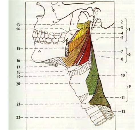 Pharynx Diagram | Quizlet