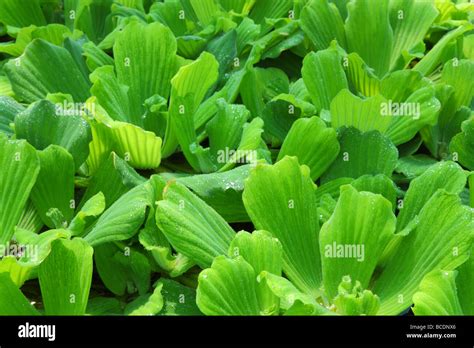 Water Lettuce Water Cabbage Shellflower Pistia Stratiotes Close Up