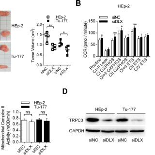 The Effects Of Lncrna Dlx As Mediated Trpc Upregulation On Cell