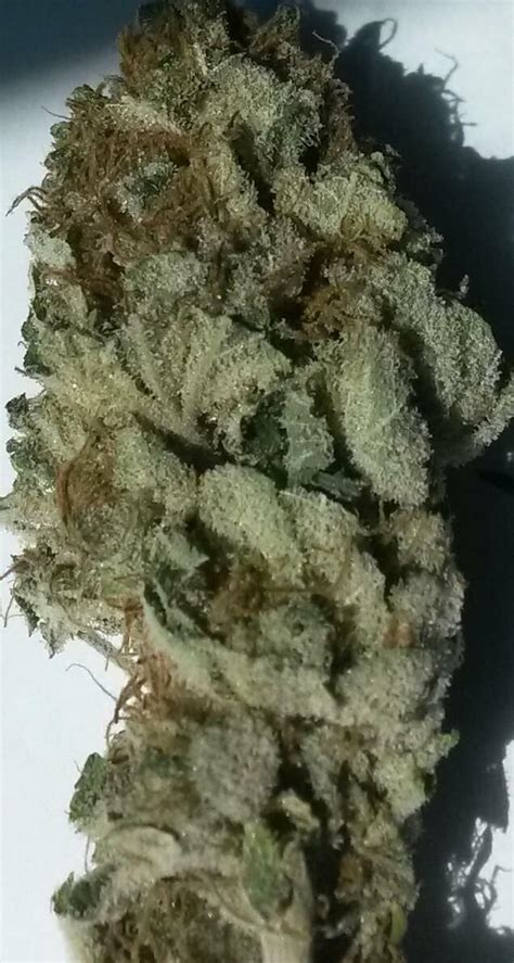 Alaskan Thunder Fuck Strain Information Reviews Where S Weed