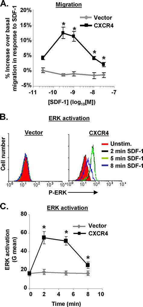 Sdf Signaling Induces Migration And Erk Activation In The Kg A Cxcr