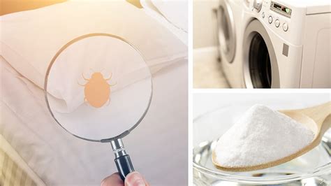 how to destroy bed bugs in home
