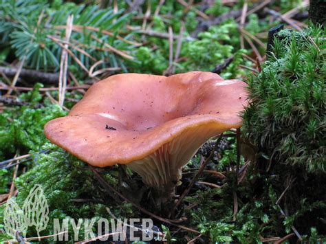 Lepista Flaccida Strmělka Přehrnutá Mykoweb