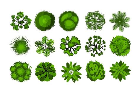 tree   top view  bushes  architectural  la