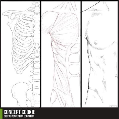 Anatomy Resource: Male Upper Body by CGCookie on DeviantArt