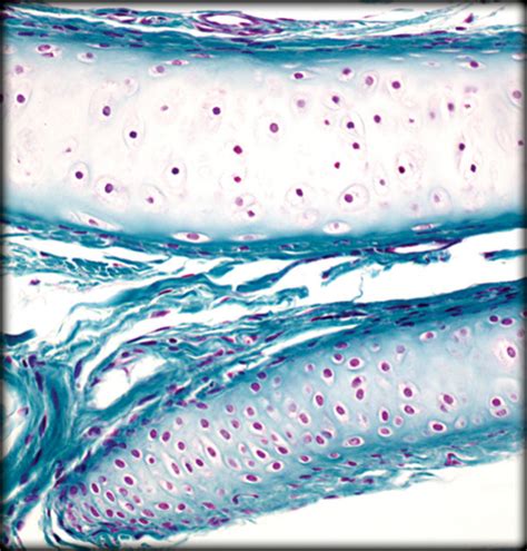Hyaline Cartilage Diagram | Quizlet