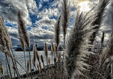 Willow The Wisp Photograph By Rashree Patram Fine Art America