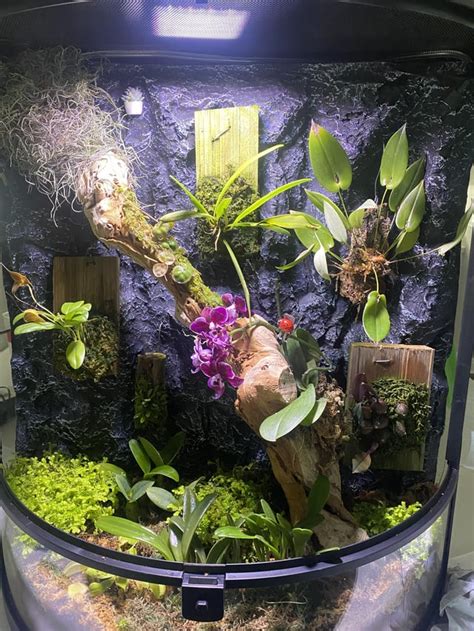 I Posted My Mini Orchid Terrarium The Other Day And People Wanted To