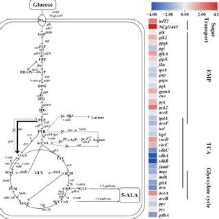 Heatmap (log2-fold change) of the transcription levels of genes ...