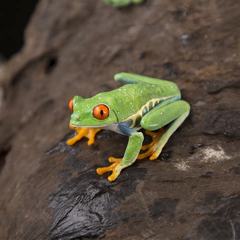 tree frog sound ontario - Half Bad History Photographs