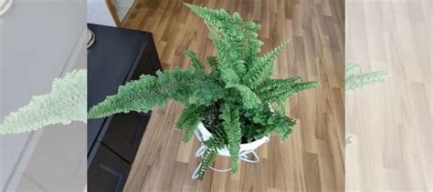 Сортовой Папоротник Тигр, "Досада", "Бостон " купить в Саратове ...