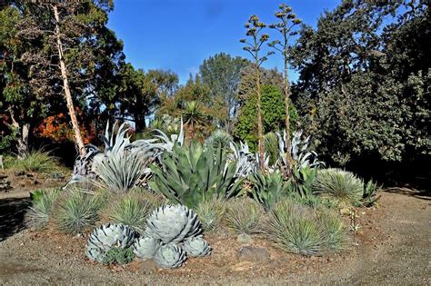 Ruth Bancroft California Garden Pioneer Dies At 109