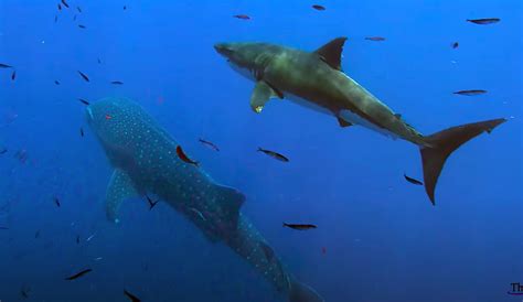 California Photographer Captures Images of Great White and Whale Shark
