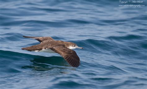 Persian Shearwater Puffinus Persicus Photo Call And Song