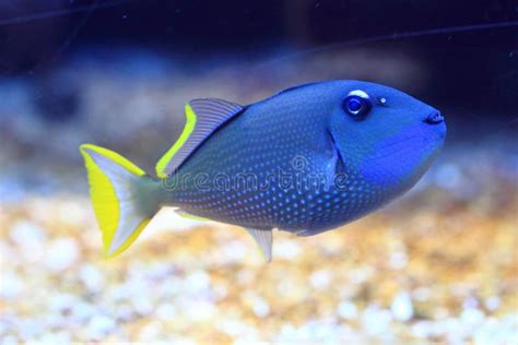 Exotic sea fish stock photo. Image of deep, aquarium - 108029278