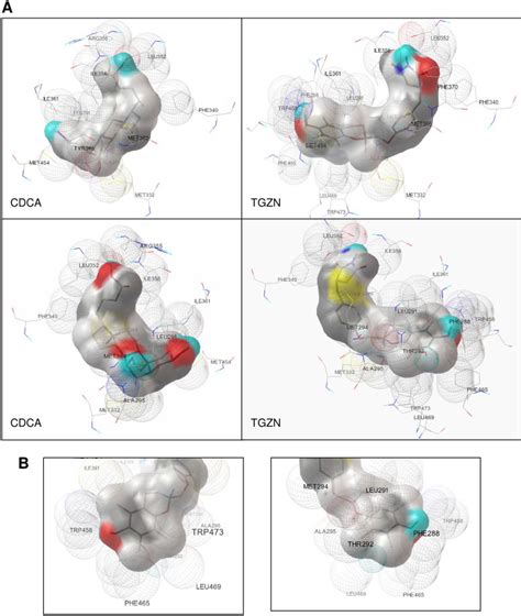 Docking Models Of Troglitazone And CDCA With FXR LBD A Based On