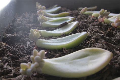 Water Propagation Succulent Leaves Best Succulent Ideas