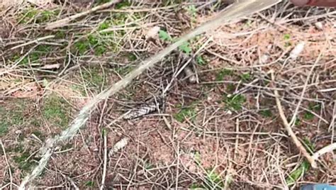 Pissen Im Wald Gay Amateur Hd Porn Video F Xhamster