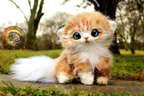 gambar haiwan  comel  dunia asiakruwmoran