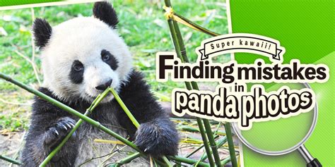Super Kawaii Finding Mistakes In Panda Photos Aplicações De Download