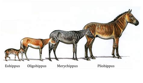 history  evolution   horse