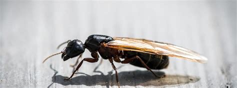 How To Get Rid Of Carpenter Ants Best Ant Control Senske