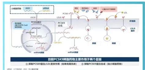 国产pcsk9抑制剂 ，即将迎来商业爆发？ 知乎