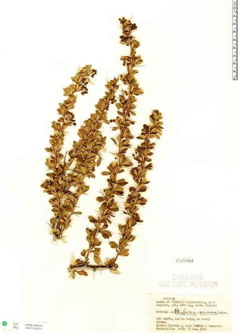 Berberis boliviana | Rapid Reference | The Field Museum