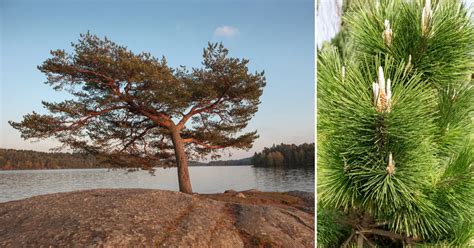 7 Evergreen Pine Trees You Can Grow Or Find In Indiana