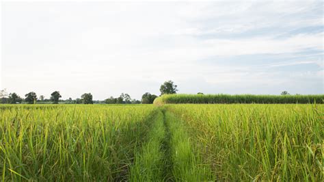 Sawah Melati Padi Dan Perkebunan Tebu Di Thailand Foto Stok Unduh