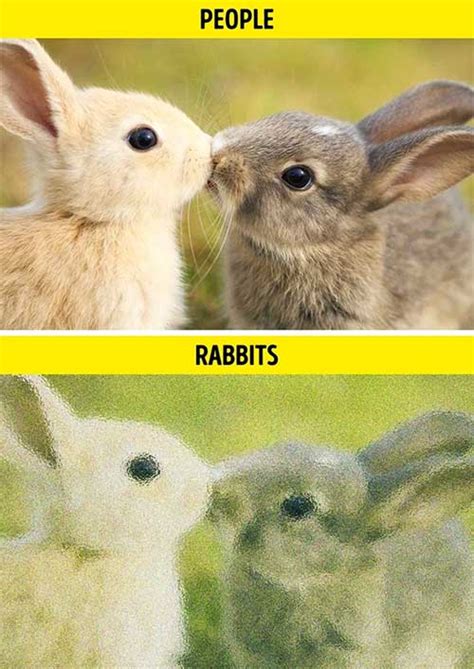 What Does The World Look Like Through The Eyes Of Animals