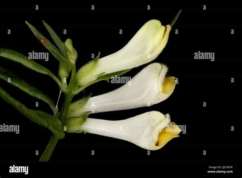 Common Cow Wheat Melampyrum Pratense Inflorescence Closeup Stock
