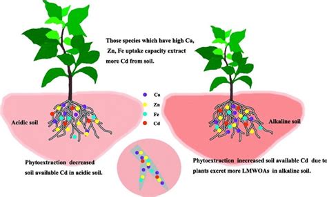 华南植物园在超富集植物修复镉污染土壤研究中获进展 中国科学院