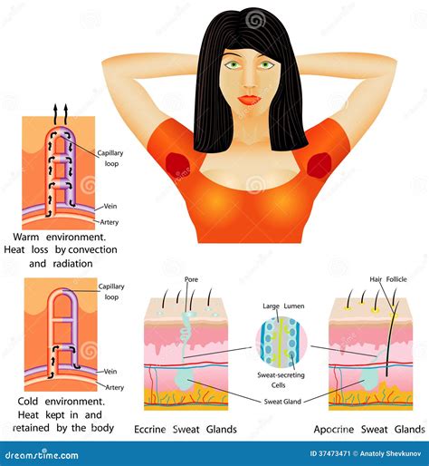 Armpit sweat stock vector. Illustration of beauty, scientific - 37473471