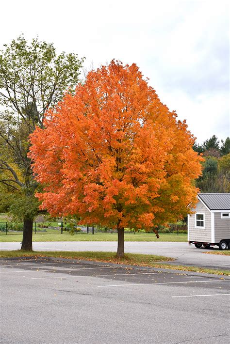 Sugar Maple Acer Saccharum In Toledo Pemberville Perrysburg Maumee