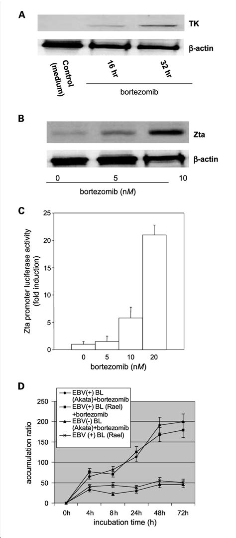 Bortezomib Induces Ebv Tk And Zta Expression Immunoblot Showing Ebv Tk