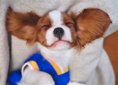 The 16 Best Lap Dogs That Are Basically Blankets With Legs Purewow