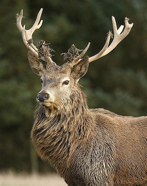 Stags Head Animals Wild Wildlife Animals Animals Beautiful