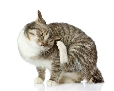 Чем нельзя кормить кастрированного кота и почему