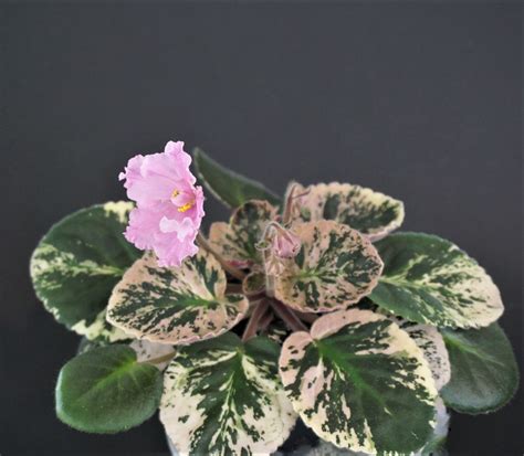 OS-Колокольчики для Тани (С. Осипова) - VIOLETVIOL PLANTS COLLECTION