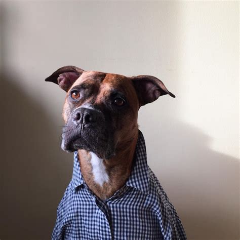 Premium Photo Domestic Animals