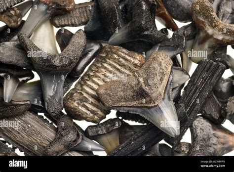 Fossilized Shark Teeth Isolated On A Pure White Background Stock Photo